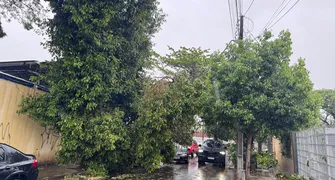 Chuva em Londrina provoca queda de árvores e suja vias em dia de eleição