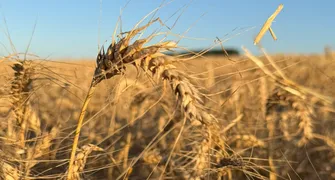 Clima provoca recuo na produção de trigo no Paraná