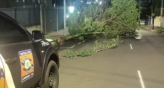 Defesa Civil de Londrina registra queda de árvores e destelhamentos