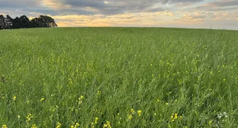 Depois da cana e do milho, carinata pode ocupar espaço de destaque no futuro da agroenergia