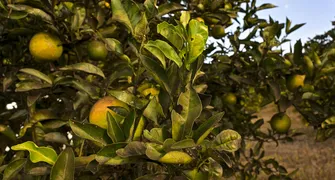 Greening avança no Paraná e já atinge 164 municípios