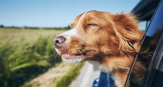 Londrina avança no mercado hoteleiro pet-friendly