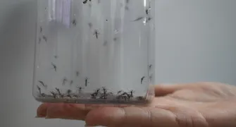 Londrina inicia nova etapa de liberação dos Wolbitos contra dengue