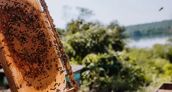 Mel de Capanema conquista Indicação Geográfica e valoriza a identidade paranaense