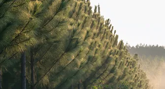 Nos 120 anos do pinus no Brasil, Paraná lidera produção
