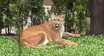 Onças e gatos-mouriscos tratados em Londrina são levados para Brusque