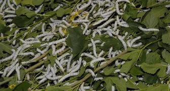 Paraná é destaque na produção de casulos do bicho-da-seda