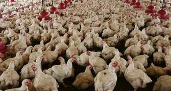 Paraná intensifica ações sanitárias para proteger aviários