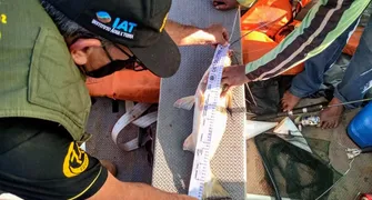 Piracema começa domingo e reforça proteção a peixes nativos no Paraná