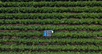Plano visa revitalizar a cafeicultura no Paraná