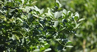 Produção florestal no país alcança recorde de R$ 47,9 bilhões em 2025