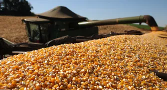 Segunda safra vai além do grão: a cadeia de valor da bioeconomia