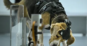 Startup combina olfato canino e IA para buscar sinais de câncer
