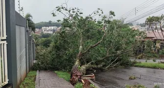 Temporal causa quedas de árvores e deixa 12 mil imóveis sem luz em Arapongas