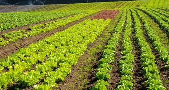 Universidades estaduais auxiliam agricultores familiares na certificação orgânica