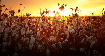 Valorização das fibras naturais abre portas para cotonicultura paranaense