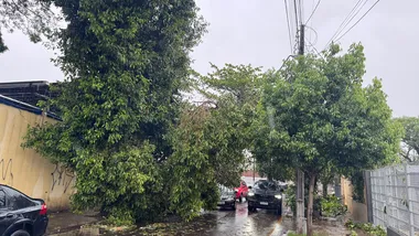 Árvore cai no conjunto Vivi Xavier, próximo à escola municipal Ignez Corso Andreazza