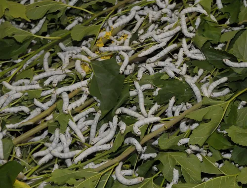 cadeado