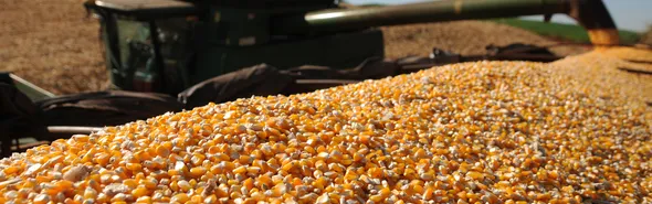 Imagem ilustrativa da imagem Segunda safra vai além do grão: a cadeia de valor da bioeconomia
