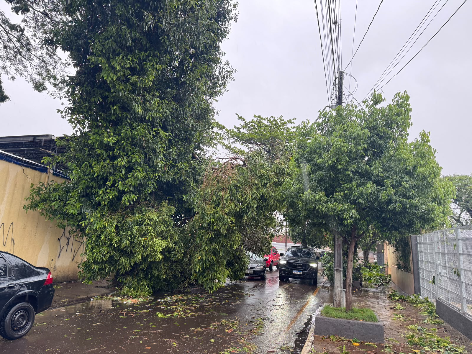 Chuva em Londrina provoca queda de árvores e suja vias em dia de eleição