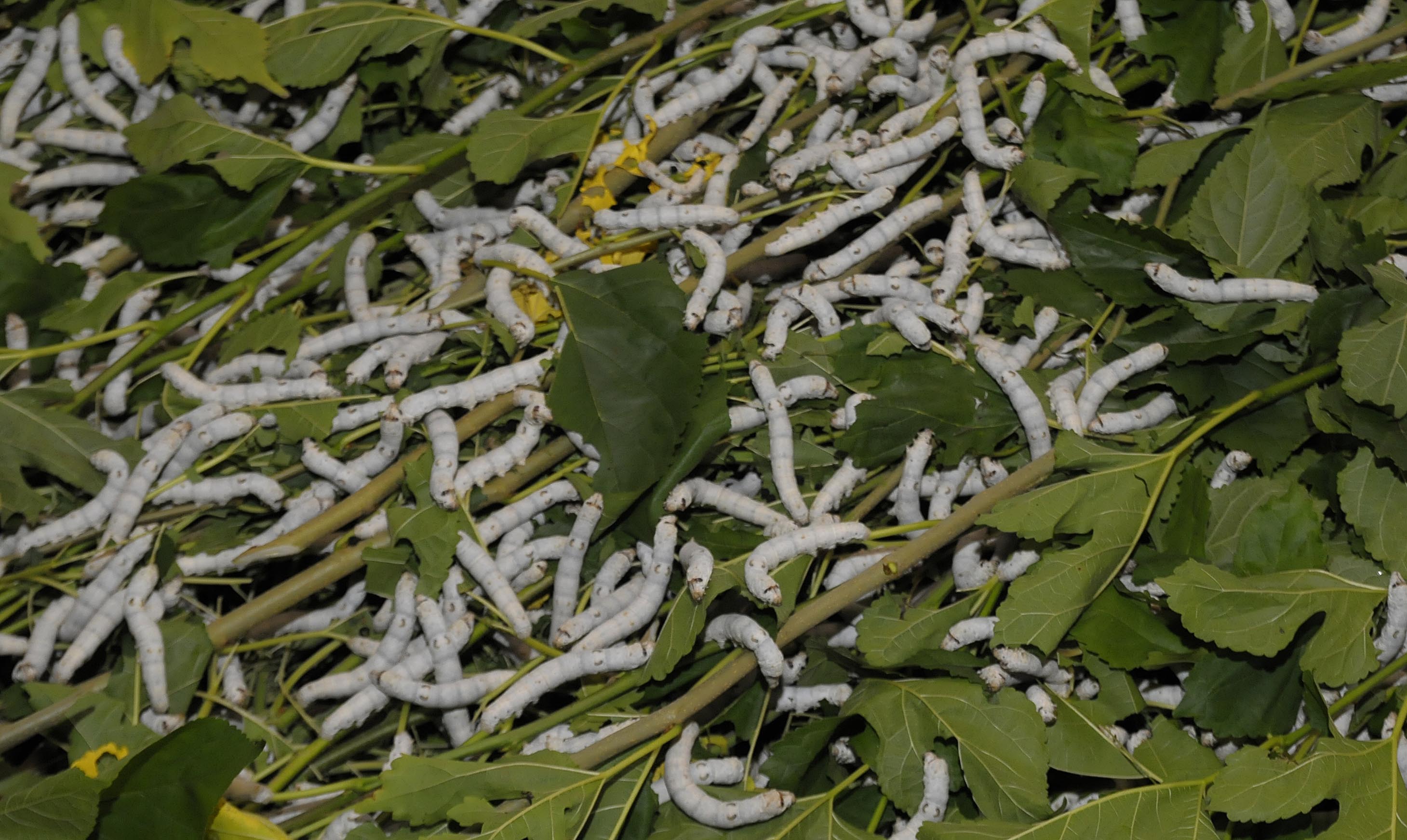 Paraná é destaque na produção de casulos do bicho-da-seda