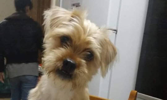 Alice sumiu na noite de Natal e, para desespero da dona, ainda não voltou