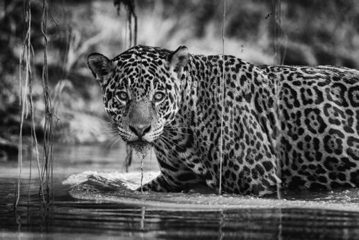 Onça pintada: registro em Porto Jofre, no Pantanal Matogrossense