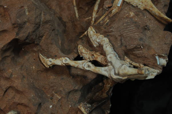 Descoberta de fóssil de dinossauro coloca Noroeste do PR no mapa da paleontologia