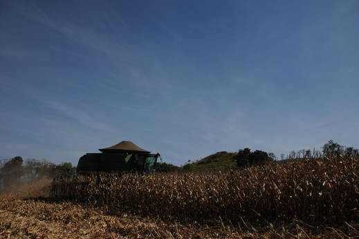 Empresas unem esforços para pesquisar doenças do milho