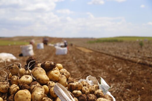 Estado do Paraná responde por 20% da produção nacional de batata, somente atrás de Minas Gerais
