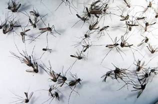 Exame que pode confirmar morte de adolescente por dengue hemorrágica sai na semana que vem
