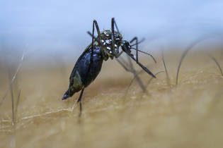 Número de mortes por dengue em Londrina chega a 13 neste ano