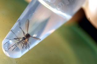 ‘Todo serviço de saúde sofre com a dengue’