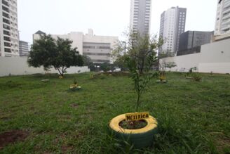 Um pomar em crescimento na Gleba Palhano