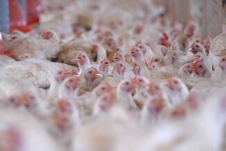 FOLHA RURAL - Paraná abate 5,7 milhões de cabeças de frango por dia