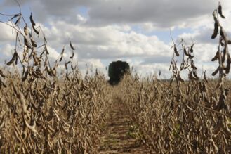 Plano Safra não atende reivindicações dos setores agrícolas
