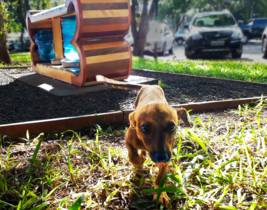 Projeto AlimentaCão precisa de doadores
