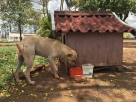 Cães comunitários unem população da Warta; conheça as ações