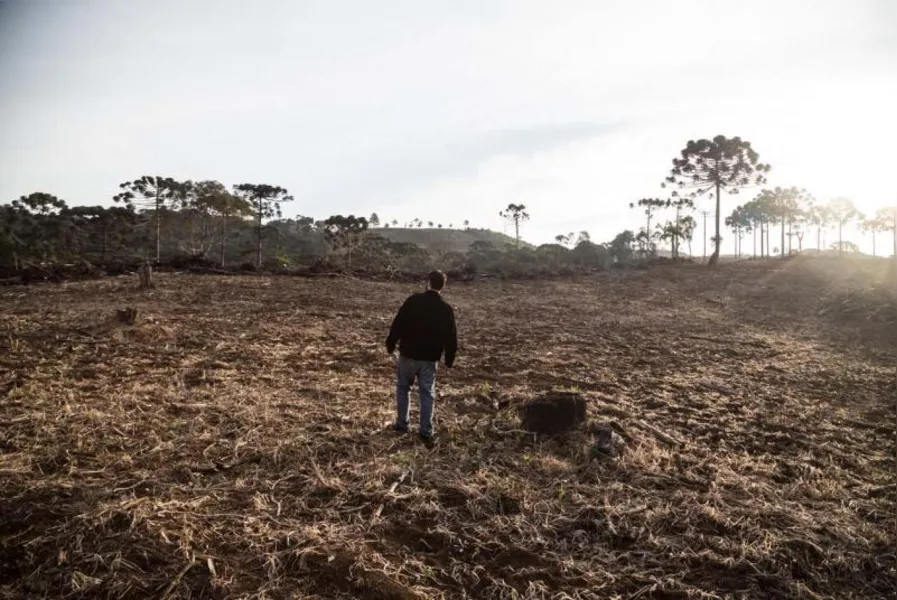 MEIO AMBIENTE - Bioma castigado