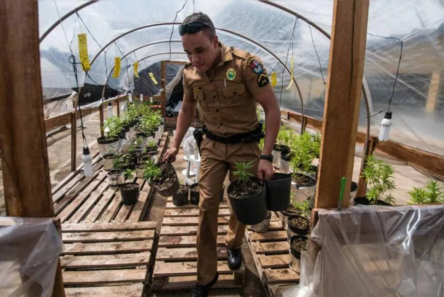 Polícia apreende 550 pés de maconha em Londrina