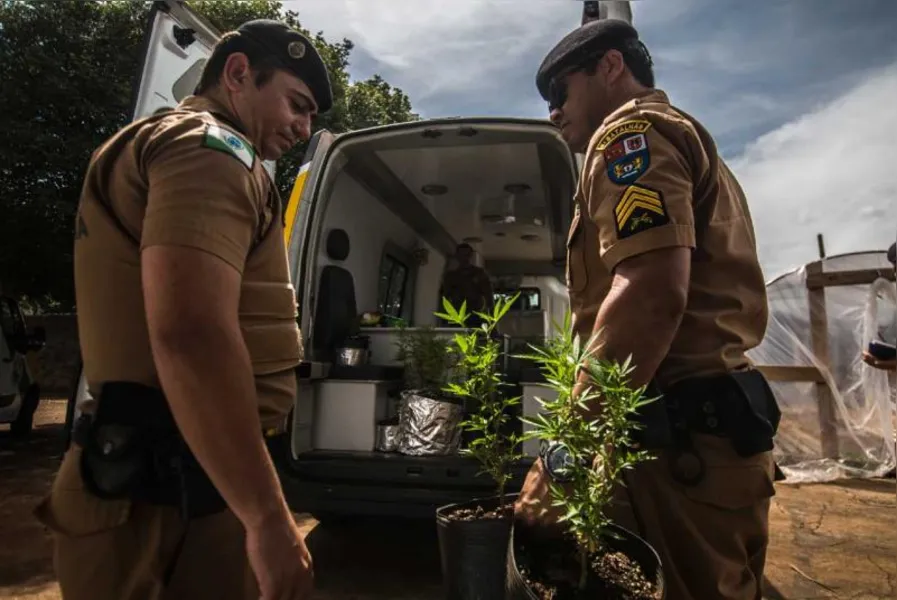 Polícia apreende 550 pés de maconha em Londrina