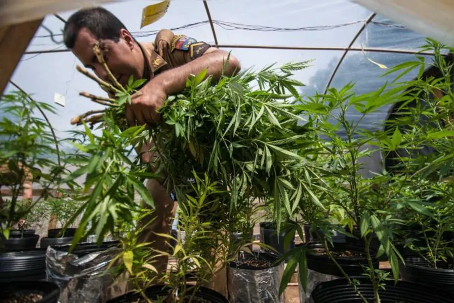 Polícia apreende 550 pés de maconha em Londrina
