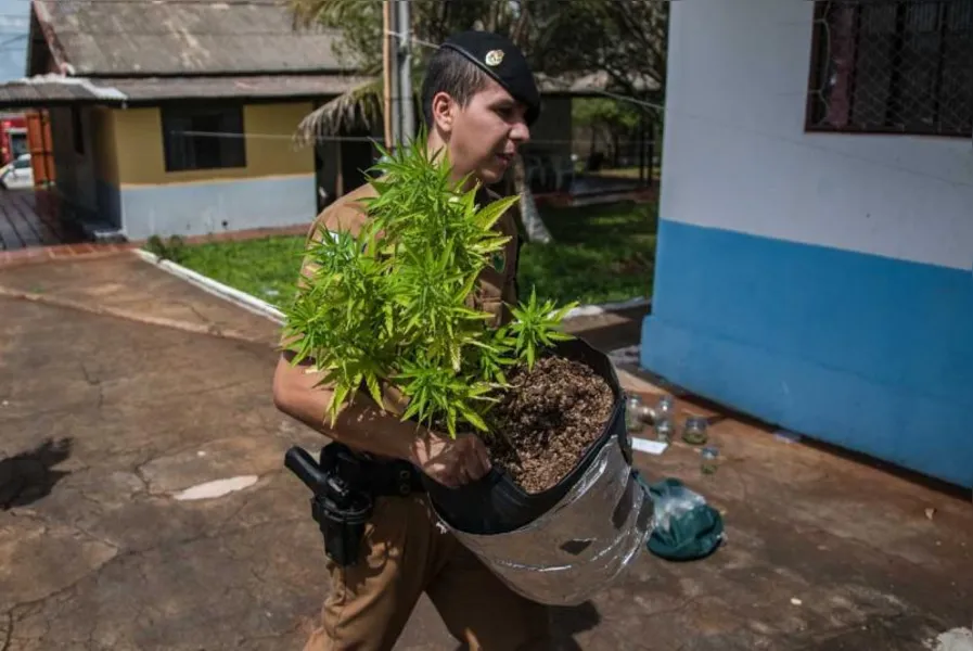 Polícia apreende 550 pés de maconha em Londrina