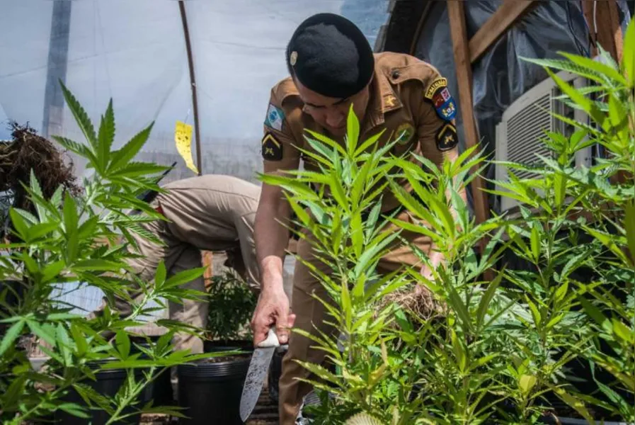 Polícia apreende 550 pés de maconha em Londrina