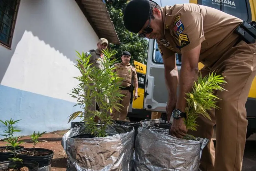 Polícia apreende 550 pés de maconha em Londrina