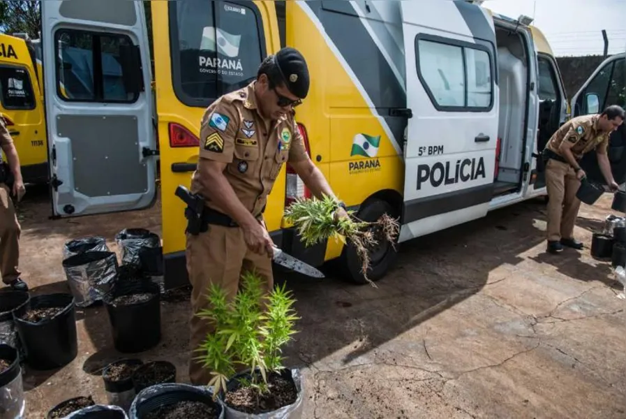 Polícia apreende 550 pés de maconha em Londrina
