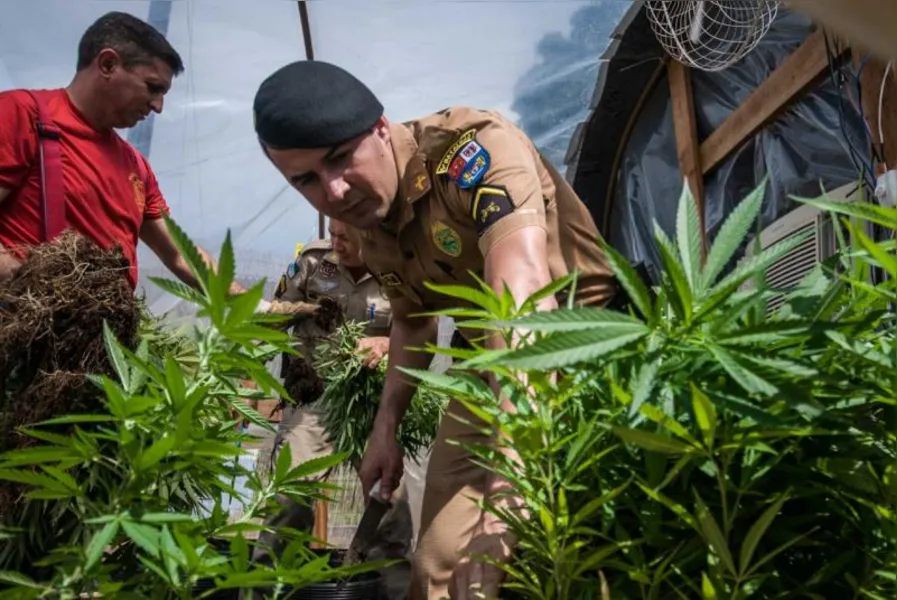 Polícia apreende 550 pés de maconha em Londrina
