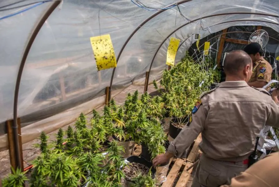 Polícia apreende 550 pés de maconha em Londrina