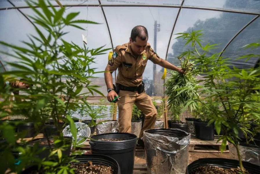 Polícia apreende 550 pés de maconha em Londrina