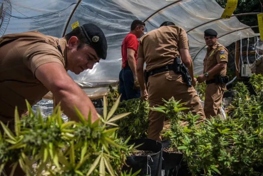 Polícia apreende 550 pés de maconha em Londrina